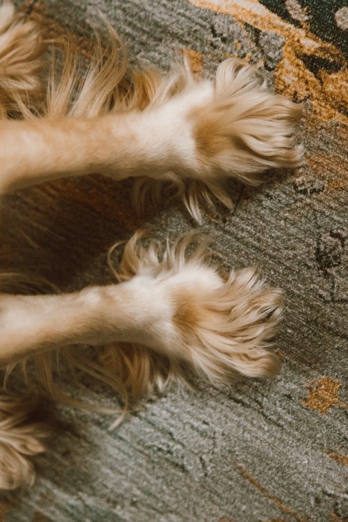 A detailed close-up of a dog's furry paws on a textured rug, highlighting pet care and comfort.